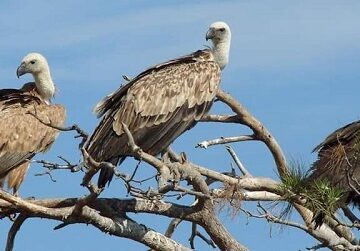 Επιτελικό κράτος, ώρα μηδέν